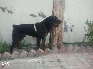 Rottweiler pure breed dog