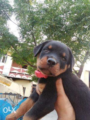 Rotwiller Female pupies sale and good Quality