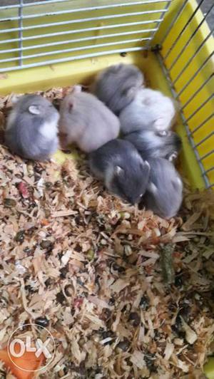 Russian drawft hamster sales breeding pair