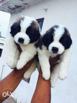 Saint Bernard male pups available