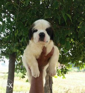 Saint barnard top quality pups for sale