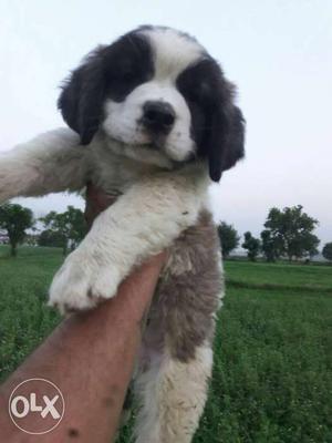 Saint bernard 40 days ka pup female