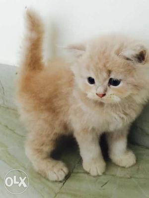Semi punched persian kittens !! only 40 days old