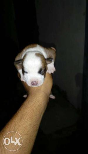 Short Coat White And Brown Puppy amrican bull