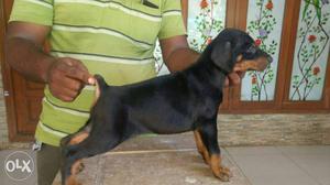 Show quality Doberman puppy's available
