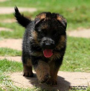 Show quality German Shepherd pups for sale in Lucknow.