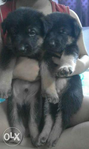 Show quality gsd puppies only two left
