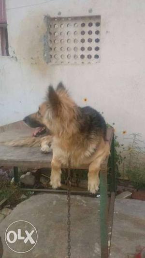Show room condition German sapat dogs full trained