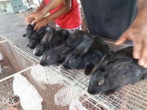 Soviet black rabbits available.3 months over 6