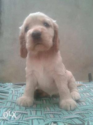 Spitz//Lab// rotts//gsd// retriever Puppies available
