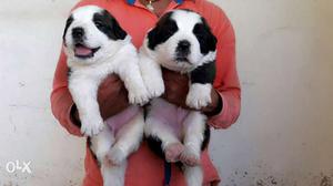 Super quality Saint Bernard pups for sell We have