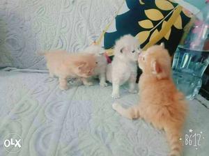 Tabby Kittens per  one