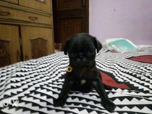 This black pug male puppy available at my home in