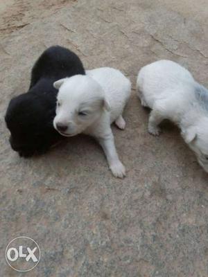 Three White And Black Short Coated Puppies