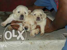 Three White Medium Coated Puppies