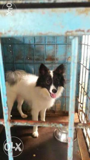 Three years old Pomeranian male for sale. He is