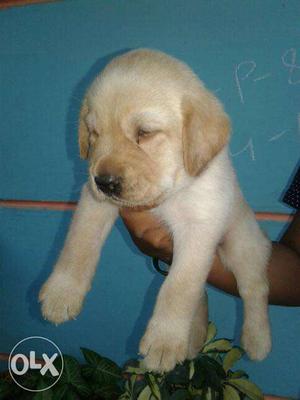 Top fashion quality labrador pupp all breed pupp available