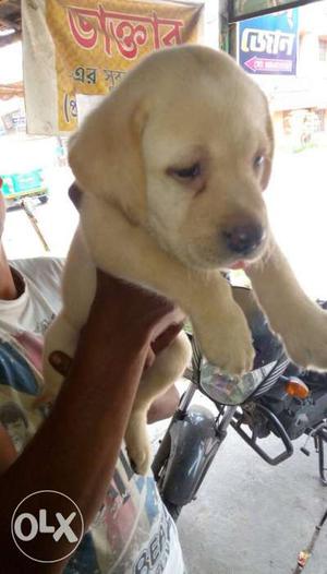Top quality Labrador female puppy for sale