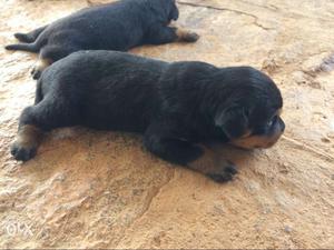 Top quality Rottweiler pups for sale