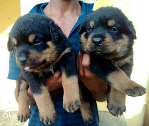 Two Black And Tan Rottweilers Puppies