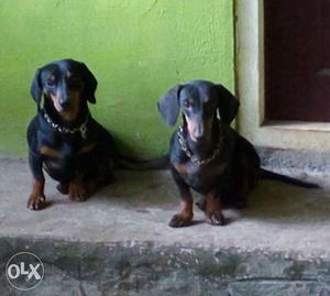 Two Black And Tan Smooth Dachshunds
