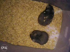 Two Black Guinea Pigs