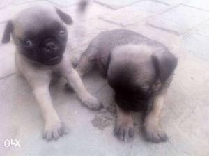 Two White And Grey Pug Puppies