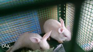 Two White And Grey Rabbits
