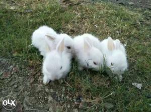Two White Baby Rabbits