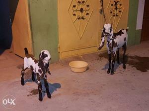 Two White-and-brown Goats