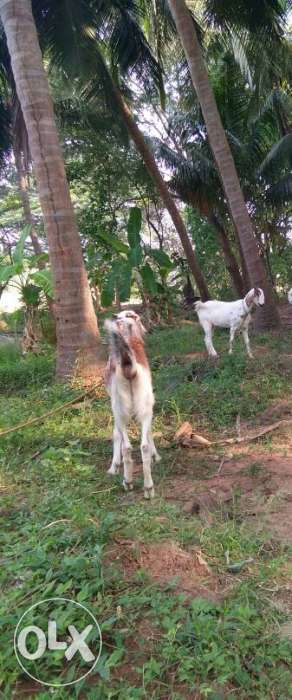 Two pregnent malabari goats