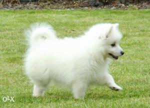 Very beautiful n fluffy mix colour Spitz puppies