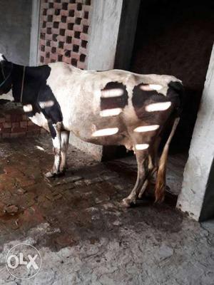 White And Black Cow sune wali hai jee 1-2 din mein jee