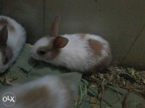 White And Brown Rabbit... 250 for single