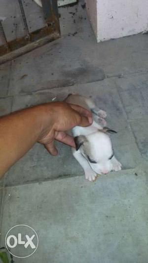 White And Gray Short Coated Puppy