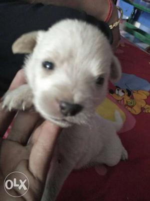 White Coated Puppy