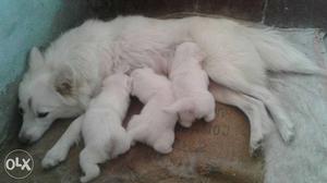 White Indian Spitz With Puppies