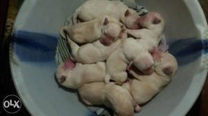 White Litter Of Short Coated Puppies