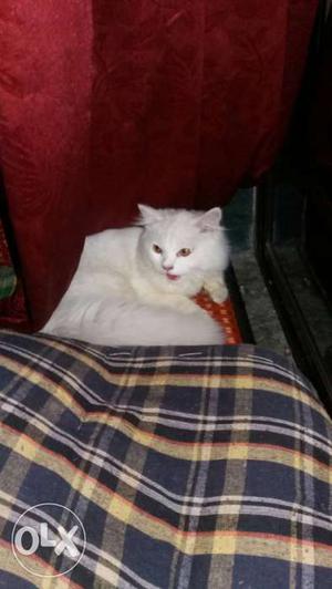 White Persian Cat 5months old