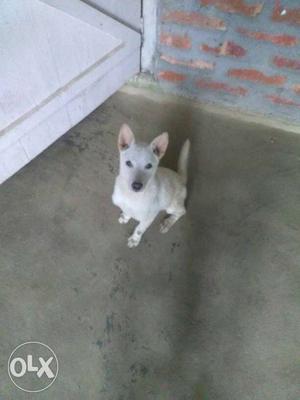 White Short Coated Small Size Dog