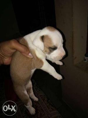 White nd brown short coat female 20days old