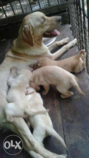 Yellow Labrador Retriever With Four Puppies