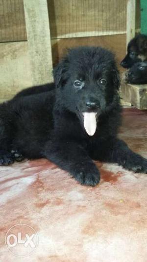 Z black German Shepherd female puppy