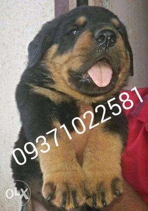 100% pure and with paper Rottweiler,Doberman, Pug avlb
