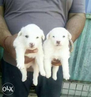 953o Shanu dog store available show quality pomerian