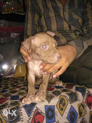 American Pitbull puppy available. red colour red