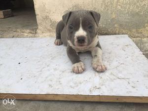 American bully male,40 days, good quality
