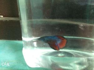 Betta red dragon 2 months old 9o485o