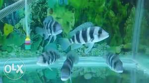 Black-and-grey School Of Fish