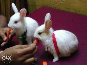 Cute,smart,sporty two Rabbits I want to sell